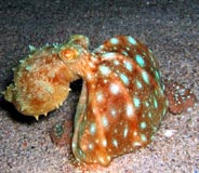 Photo: E. Kalman; visit his picture gallery